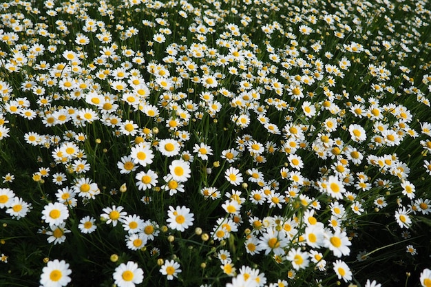 Las margaritas crecen en el campo Matricaria chamomilla como cosmético medicinal y agente aromático Un campo de hermosas margaritas Prado de flores silvestres blancas y amarillas Campo agrícola cubierto de maleza