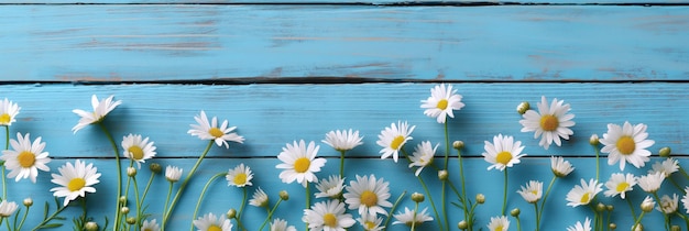 Las margaritas florecen frente a una pared de madera azul que crea un paisaje natural