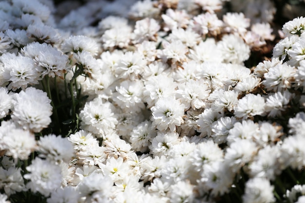 Las margaritas florecen en el jardín de flores.