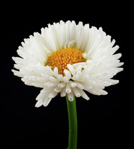 Margaritas de flores blancas sobre una pared negra