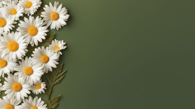 Las margaritas y las flores de manzanilla como fondo de decoración