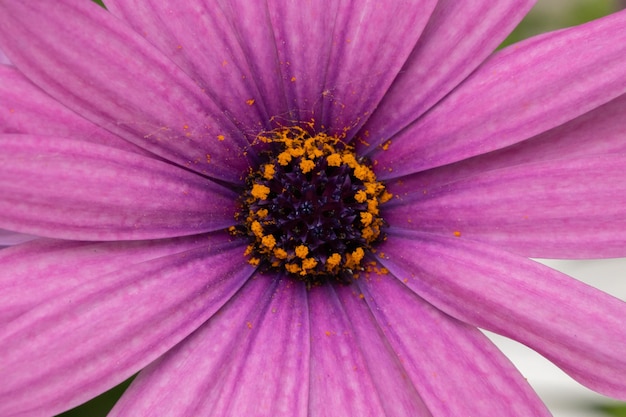 margaritas moradas en el jardín