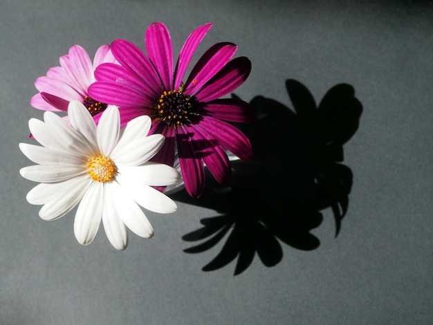 Margaritas multicolores Flores en un vaso sobre una sombra de contraste de fondo negro