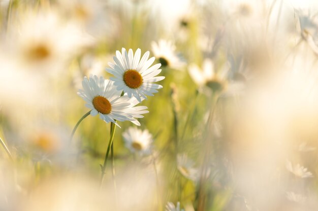 Margaritas en un prado de primavera durante la puesta de sol