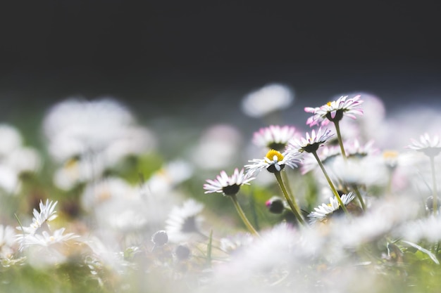 Margaritas en primavera Idílico primer plano de la pradera de flores silvestres