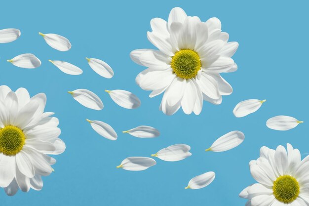 Foto margaritas de primavera planas con pétalos de alta calidad hermoso concepto de foto