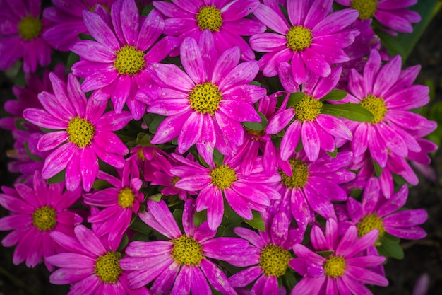 Margaritas rosadas en el jardín de cerca