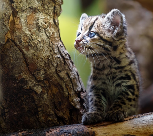 Margay