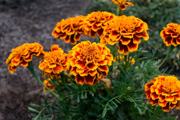 Margem de flores de calêndula no jardim