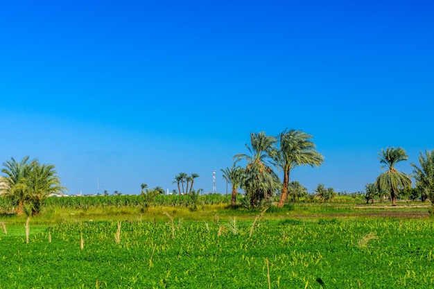 Margem do Rio Nilo em Luxor Egito