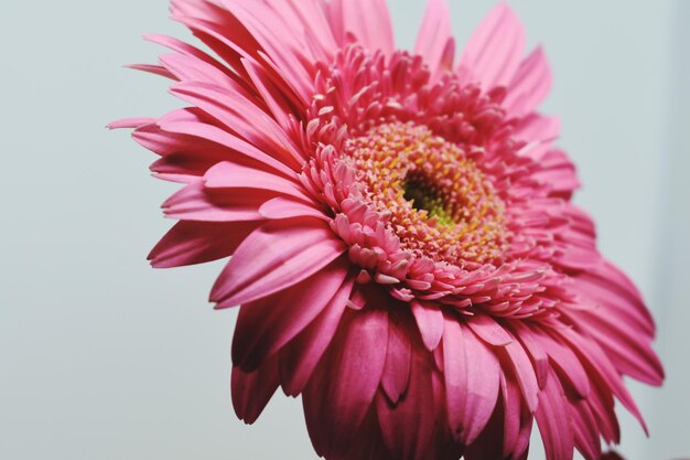 Marguerita de Gerbera de color rosado