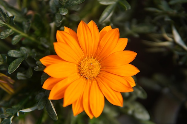 Foto margueritas amarillas de gerbera margueritas africanas en flor tomadas en primer plano la temporada de flores de primavera sunlinks