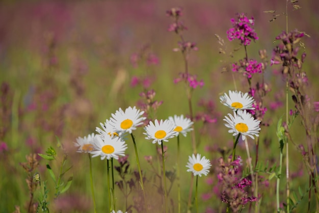 Margueritas blancas y hierbas rosadas florecen en el prado Ivan té florece entre el bosque en un día soleado en junio hermosas flores silvestres de fondo naturaleza de verano