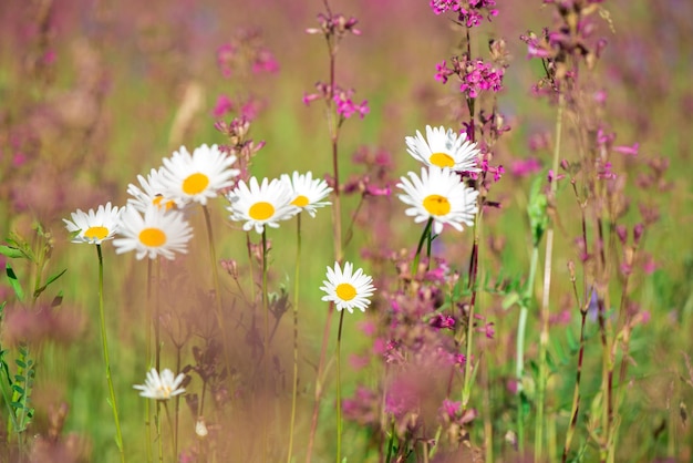 Margueritas blancas y hierbas rosadas florecen en el prado Ivan té florece entre el bosque en un día soleado en junio hermosas flores silvestres de fondo naturaleza de verano