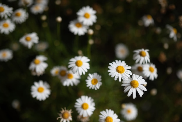 Marguerite das Ilhas Canárias ou Dill Daisy flores amarelas e brancas em fundo de folhas verdes Pétalas brancas e meio amarelo Papel de parede brilhante da natureza do verão