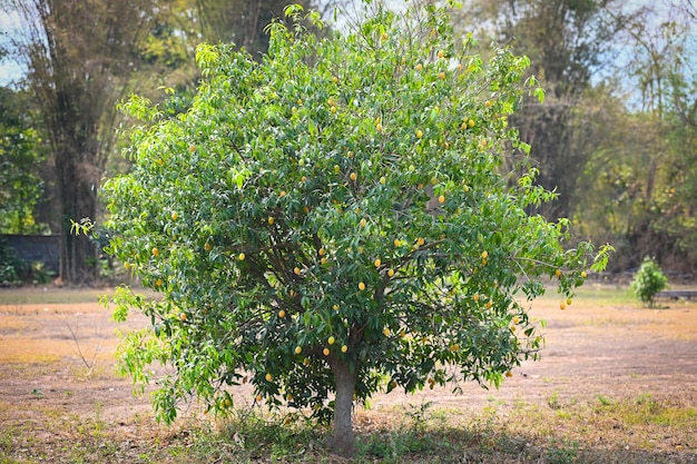 Marianische Pflaumenfrucht im Marian-Pflaumenbaum im Garten tropischer Obstgarten Name in Thailand Süße gelbe Marian-Pflaume Maprang Plango oder Mayong chid