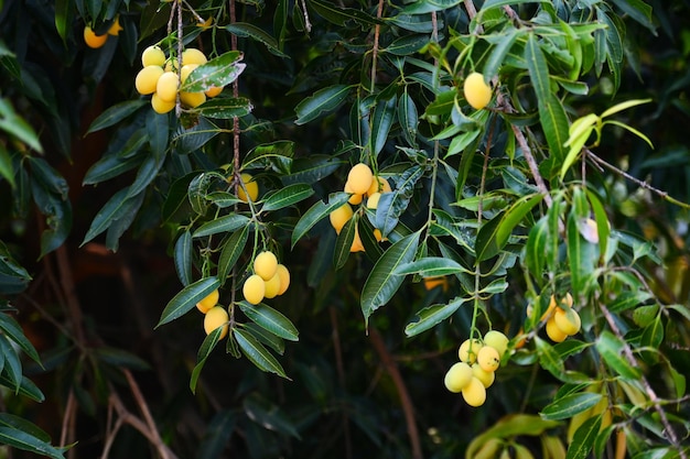 Marianische Pflaumenfrucht im Marian-Pflaumenbaum im Garten tropischer Obstgarten Name in Thailand Süße gelbe Marian-Pflaume Maprang Plango oder Mayong chid