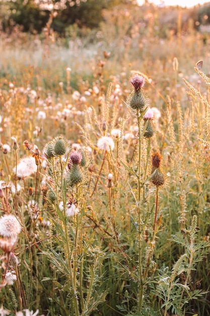 Mariendistel