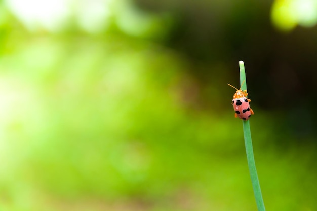 Marienkäfer auf Blatt des grünen Grases am schönen grünen Naturhintergrund