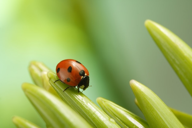 Foto marienkäfer auf blatt