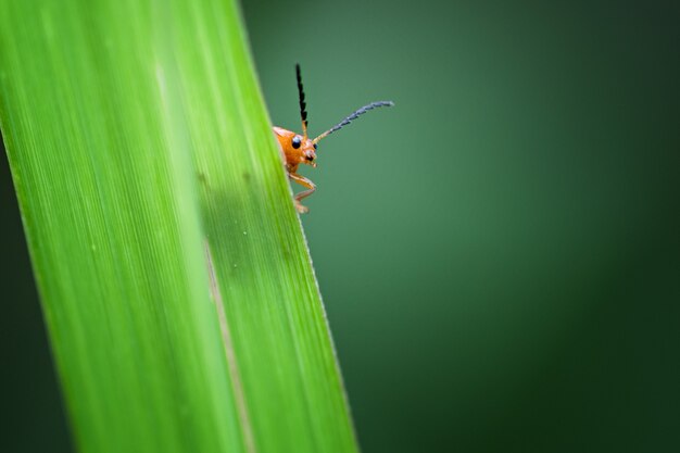 Marienkäfer auf Blatt