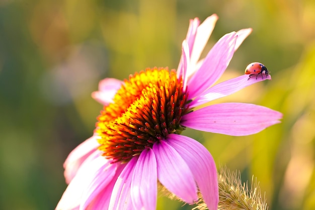 Marienkäfer auf Blume