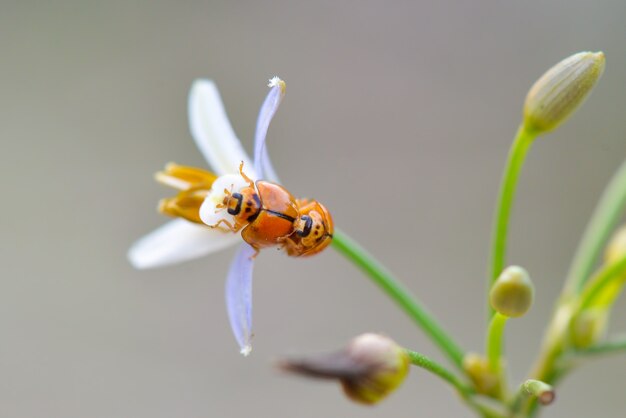 Marienkäfer auf Blumen im tropischen Garten