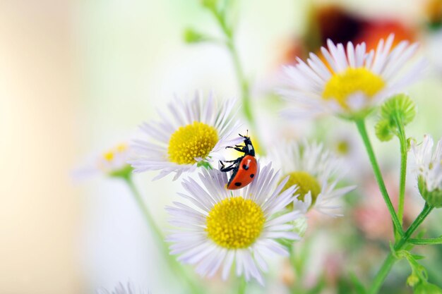 Marienkäfer auf Blumennahaufnahme