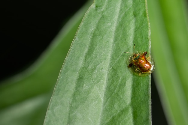 Marienkäfer auf dem Blatt