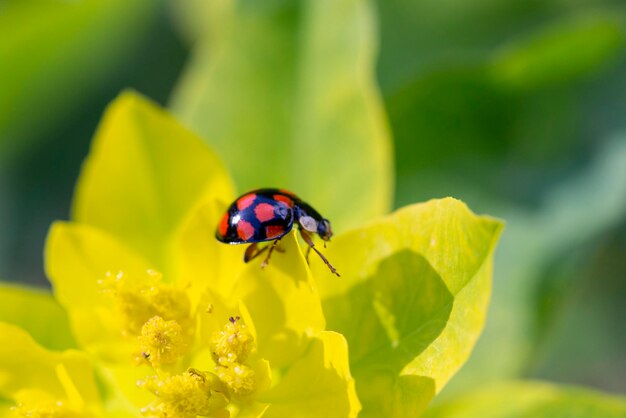 Marienkäfer auf den Blütenblättern einer gelben Blume Coccinella septempunctata Gartenarbeit