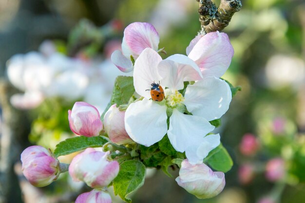 Marienkäfer auf einem blühenden Apfelbaum, Nahaufnahme Frühlingssaison