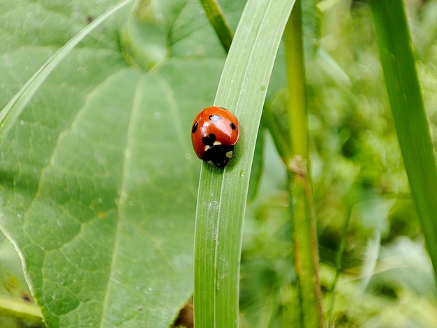 Foto marienkäfer auf einem grünen blatt im garten