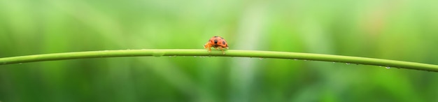 Marienkäfer auf einem grünen Blatt zur Frühlingszeit