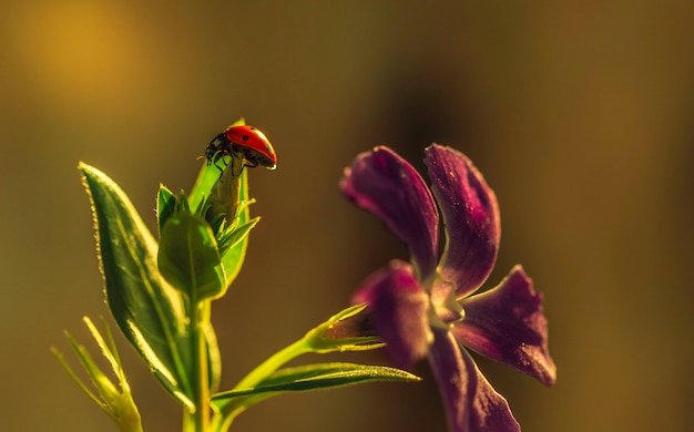 Marienkäfer auf einem sonnigen grünen Blatt