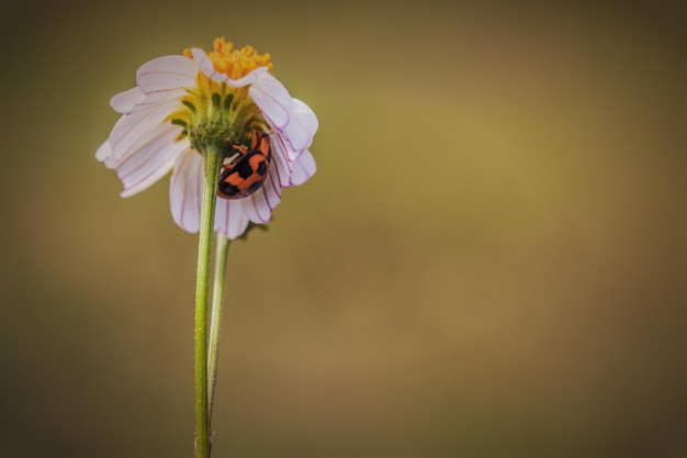 Marienkäfer auf einer Blume hautnah