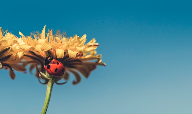 Marienkäfer auf einer niedrigen Winkelsicht der sonnigen Blume des gelben Gänseblümchens