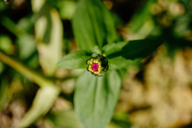 Marienkäfer auf grünem Blatt