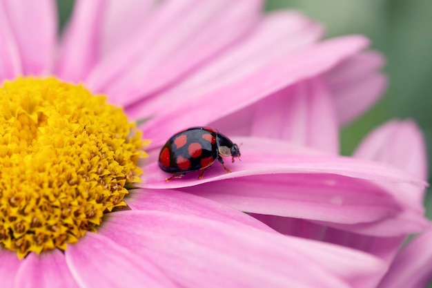 Marienkäfer auf Pyrethrum-Blumen im Garten Schädlingsbekämpfung im Garten Ein nützlicher Käfer