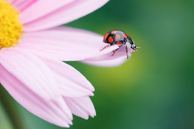 Marienkäfer auf Pyrethrum-Blumen im Garten Schädlingsbekämpfung im Garten Ein nützlicher Käfer