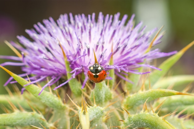 Marienkäfer auf schönem Blume Ptilostemon-niveus