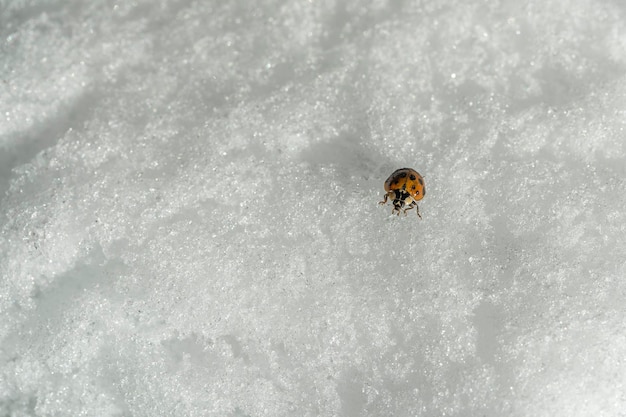 Marienkäfer auf weißem Schnee im Winter hautnah