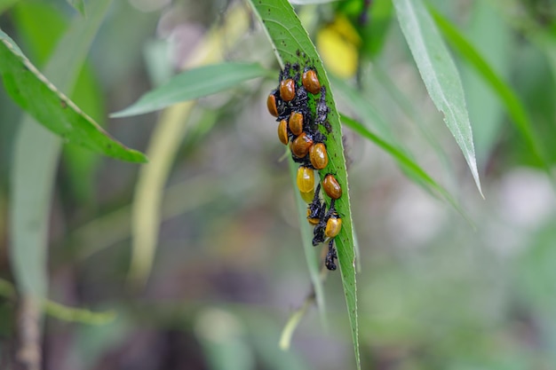 Marienkäfer Coccinellidae, die aus der Puppe eines Blattes hervorgehen