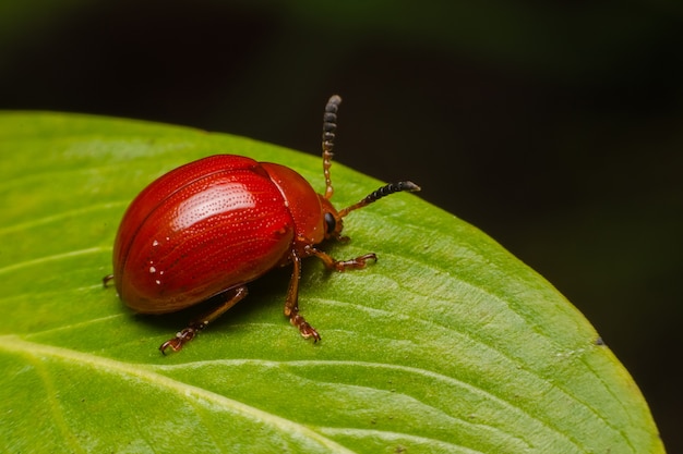 Foto marienkäfer, der auf blätter geht.