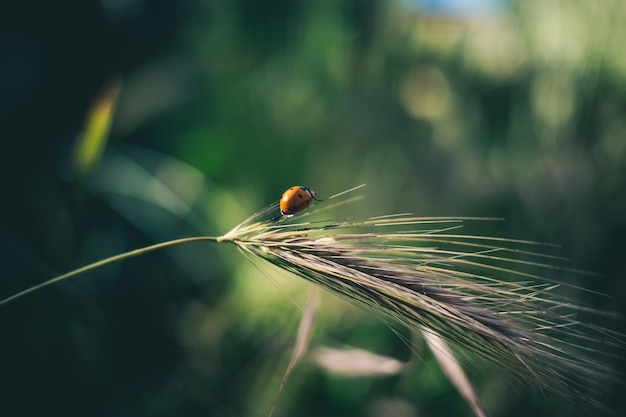 Marienkäfer im Gras