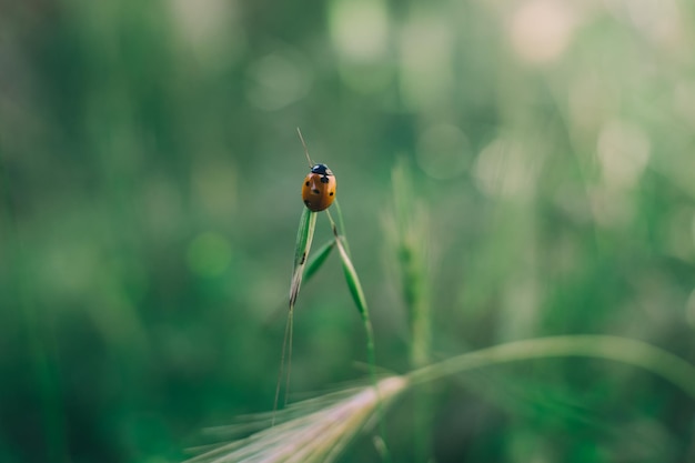 Marienkäfer im Gras