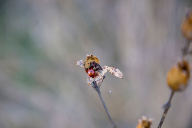 Marienkäfer in einer getrockneten Blume