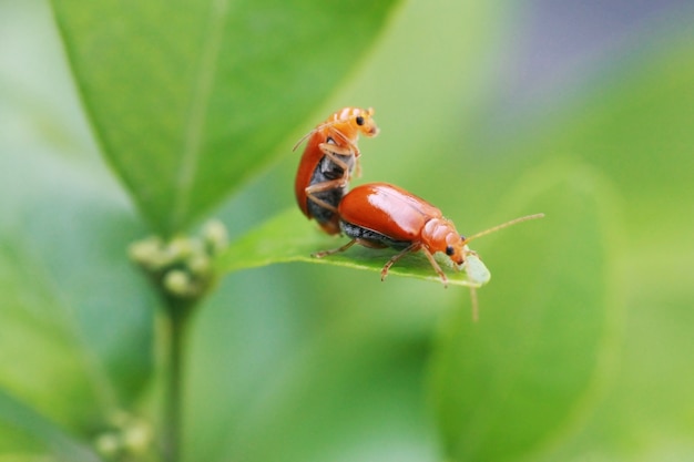 Marienkäfer Insekten brüten