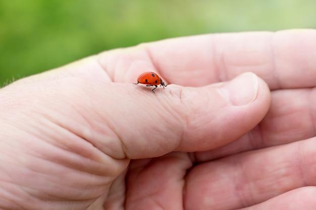 Marienkäfer klettern auf die Hand des Mannes. Auf die Natur achten, Tiere