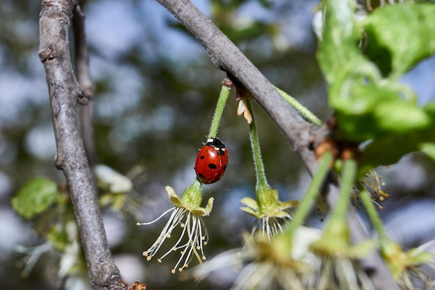 Marienkäfer (lat. Coccinellidae) vernichtet Blattläuse und rettet Pflanzen vor dem Tod.