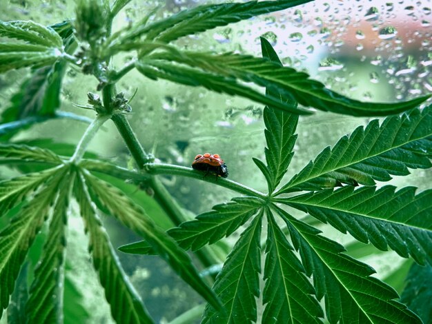 Marienkäfer sitzt auf einem grünen Blatt.